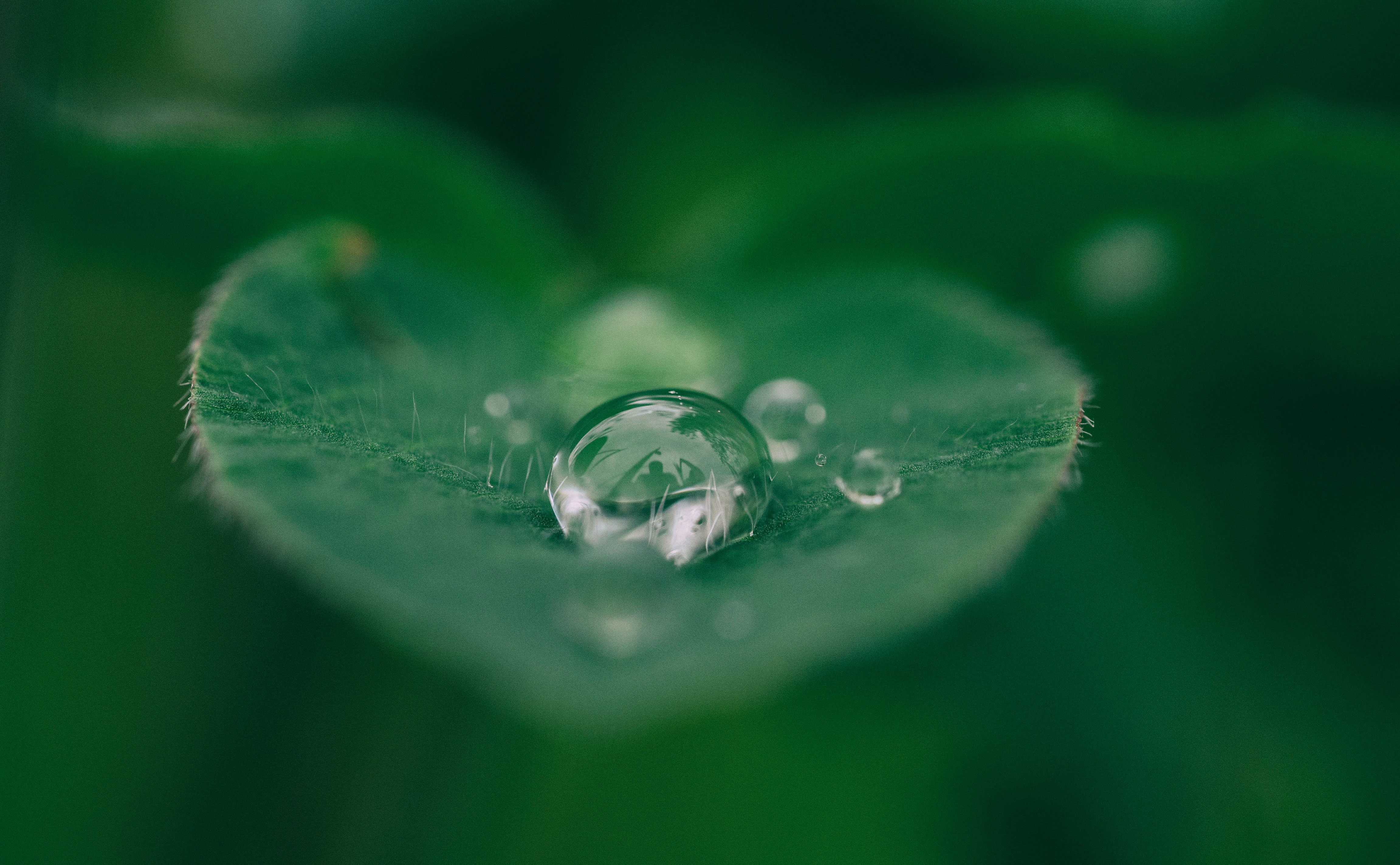 Plant with water droplets