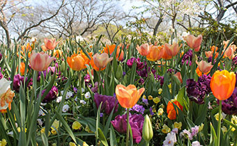 Dallas Arboretum