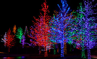 trees wrapped in varying colors of lights